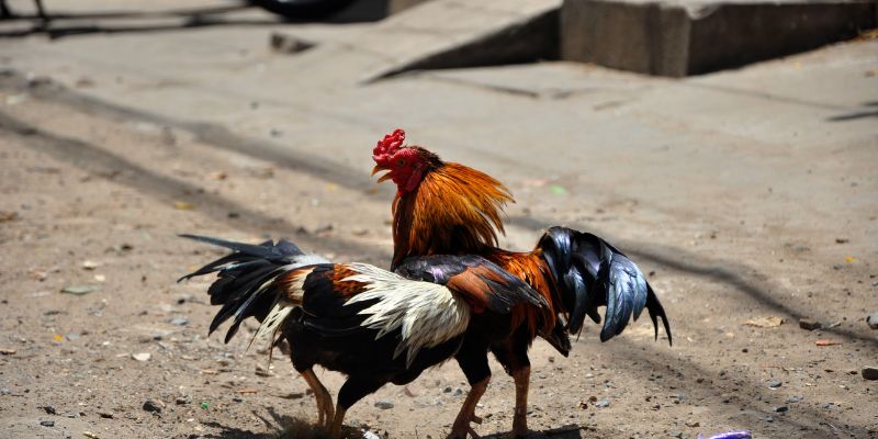 Sức hút của trực tiếp đá gà cựa dao tại i9bet